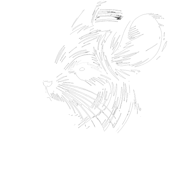 Cinco Chinchillas